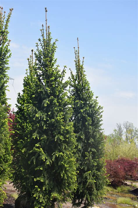 norway spruce full grown size